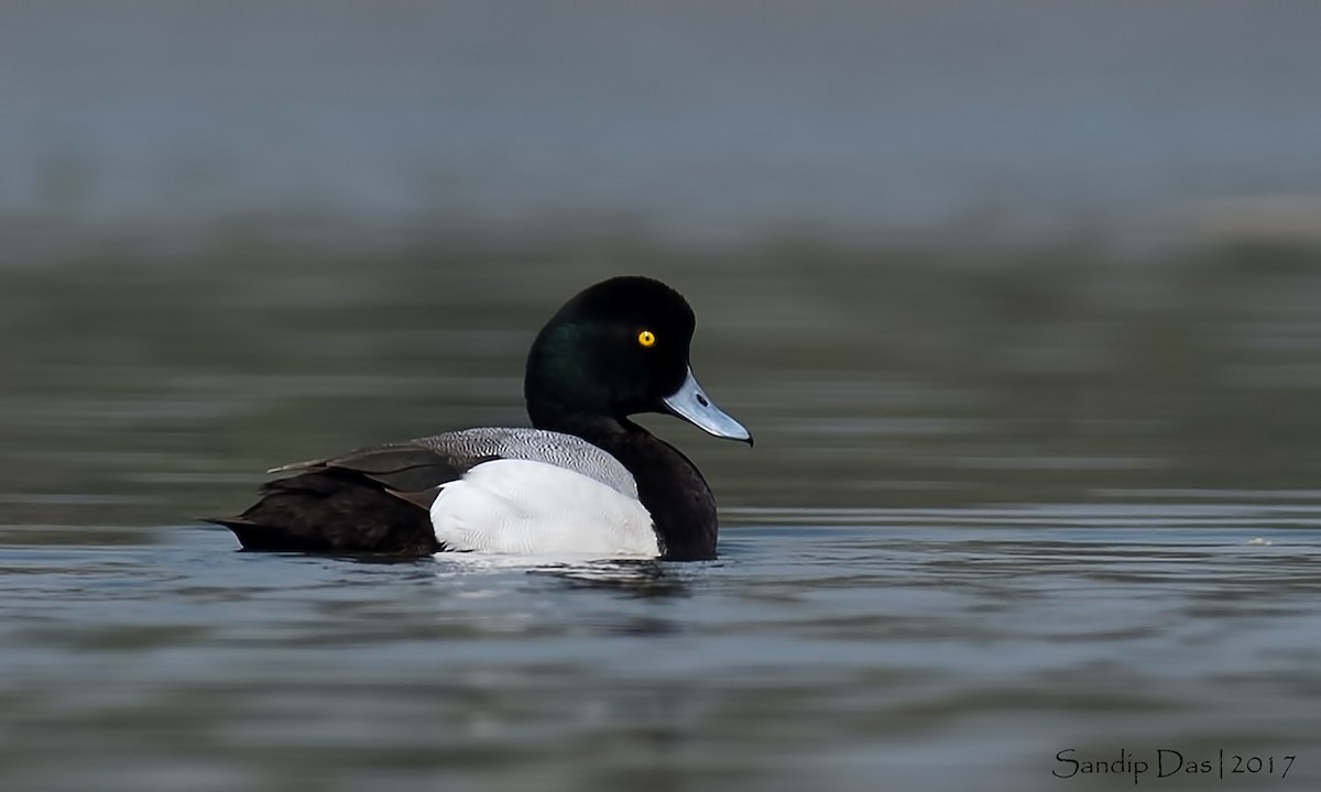 Greater Scaup - ML108043891