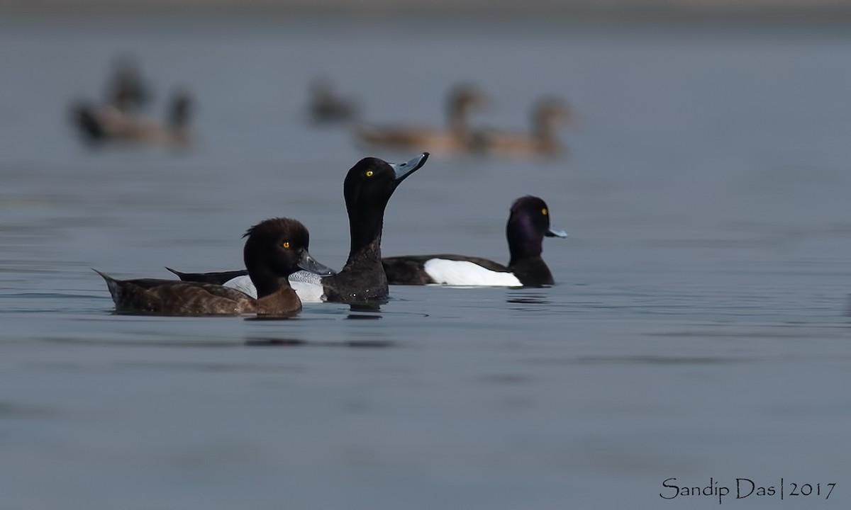 Greater Scaup - ML108043911