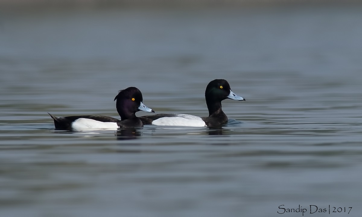 Greater Scaup - ML108043921