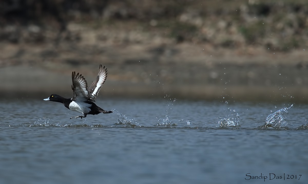 Greater Scaup - ML108043931