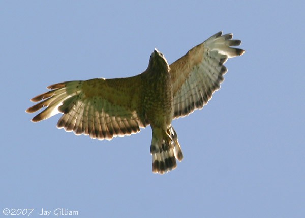 Broad-winged Hawk - Jay Gilliam