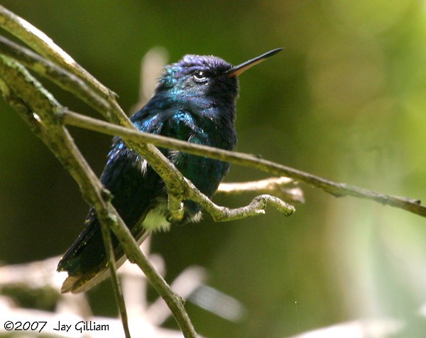 Blue-headed Hummingbird - Jay Gilliam