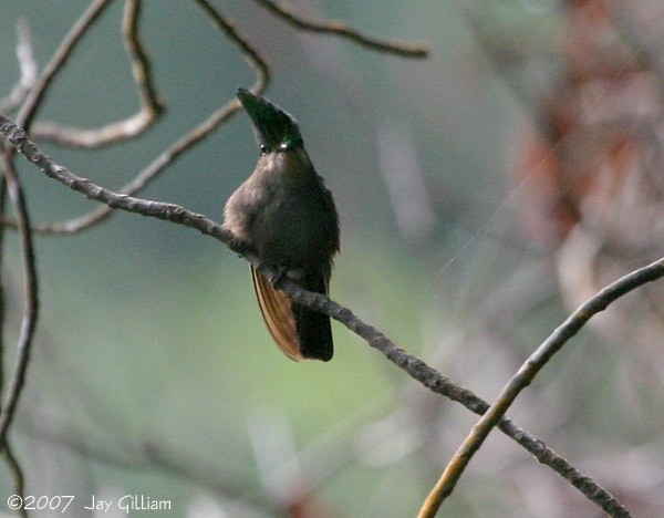 Antillean Crested Hummingbird - ML108049171