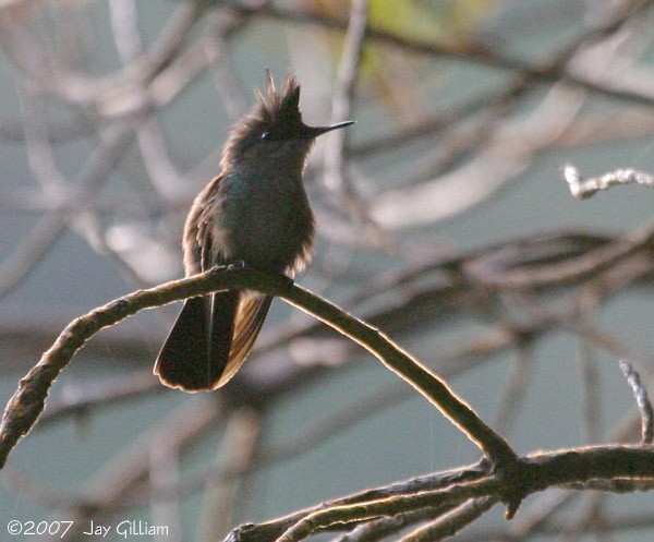 Antillean Crested Hummingbird - Jay Gilliam