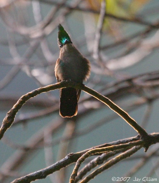 Antillean Crested Hummingbird - Jay Gilliam