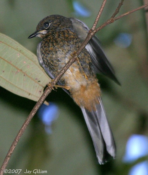 Rufous-throated Solitaire - ML108049351