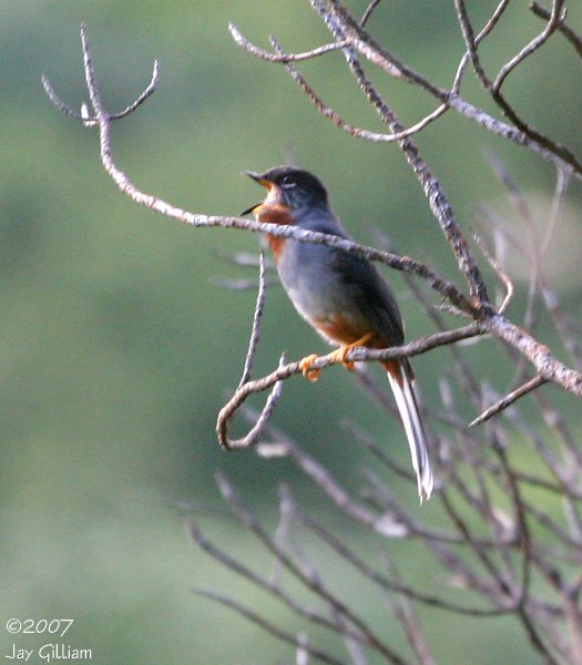 Rufous-throated Solitaire - ML108049361