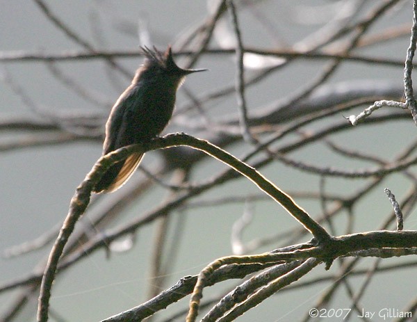 Antillean Crested Hummingbird - ML108050391