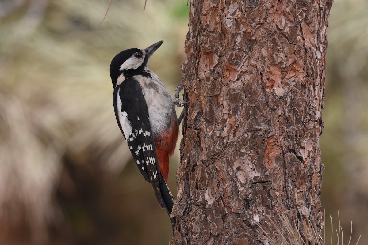 Great Spotted Woodpecker (Canarian) - Ethan Lai