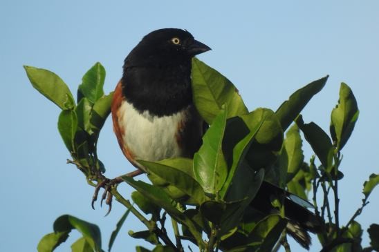 Eastern Towhee - Jacque Woodward