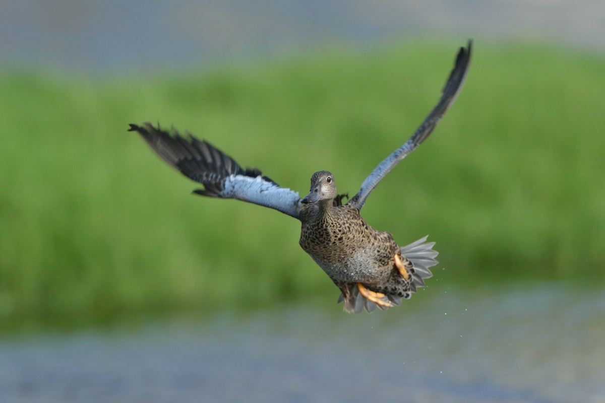 Blue-winged Teal - ML108052761