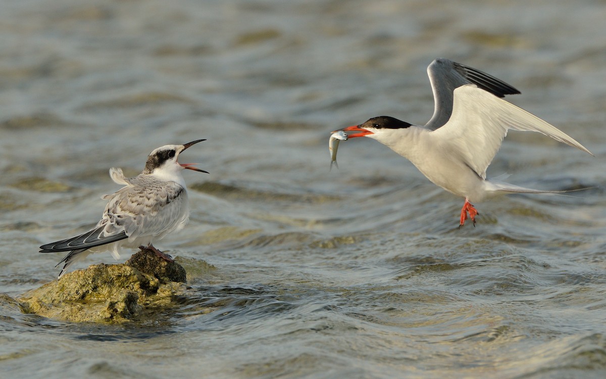 Common Tern - Michiel Oversteegen