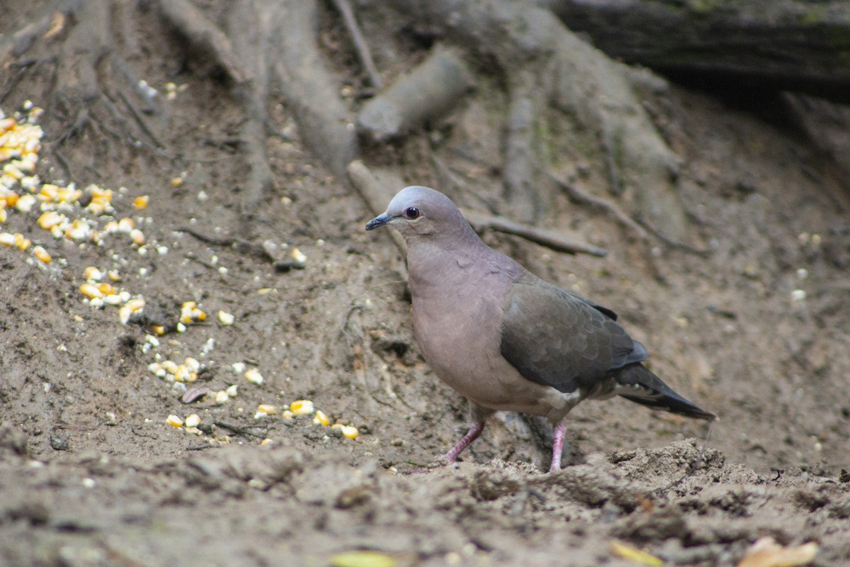 Gray-fronted Dove - ML108053211