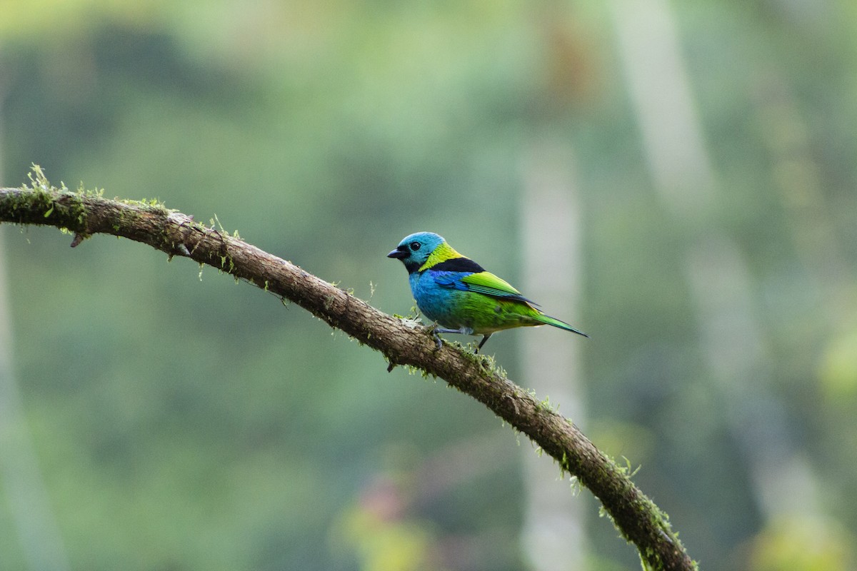 Green-headed Tanager - ML108053771