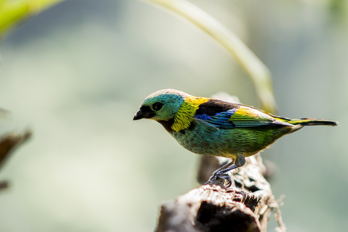 Green-headed Tanager - ML108054351