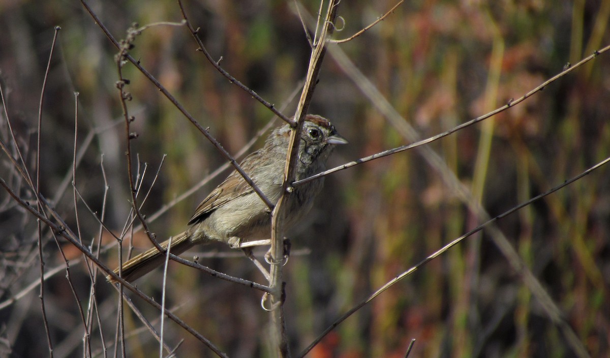 Rufous-crowned Sparrow - Robert Meehan