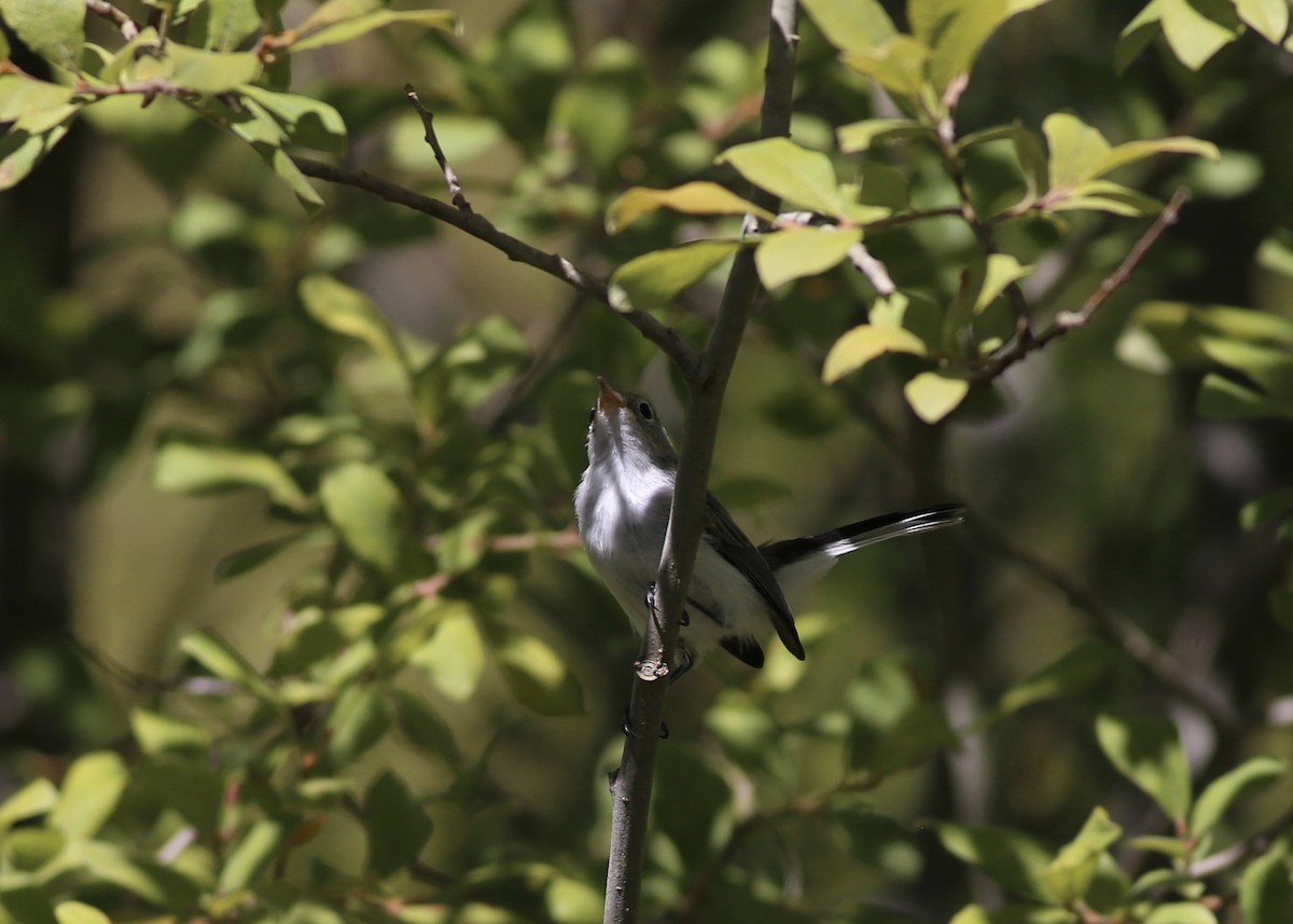 Blue-gray Gnatcatcher (caerulea) - Alan Kneidel
