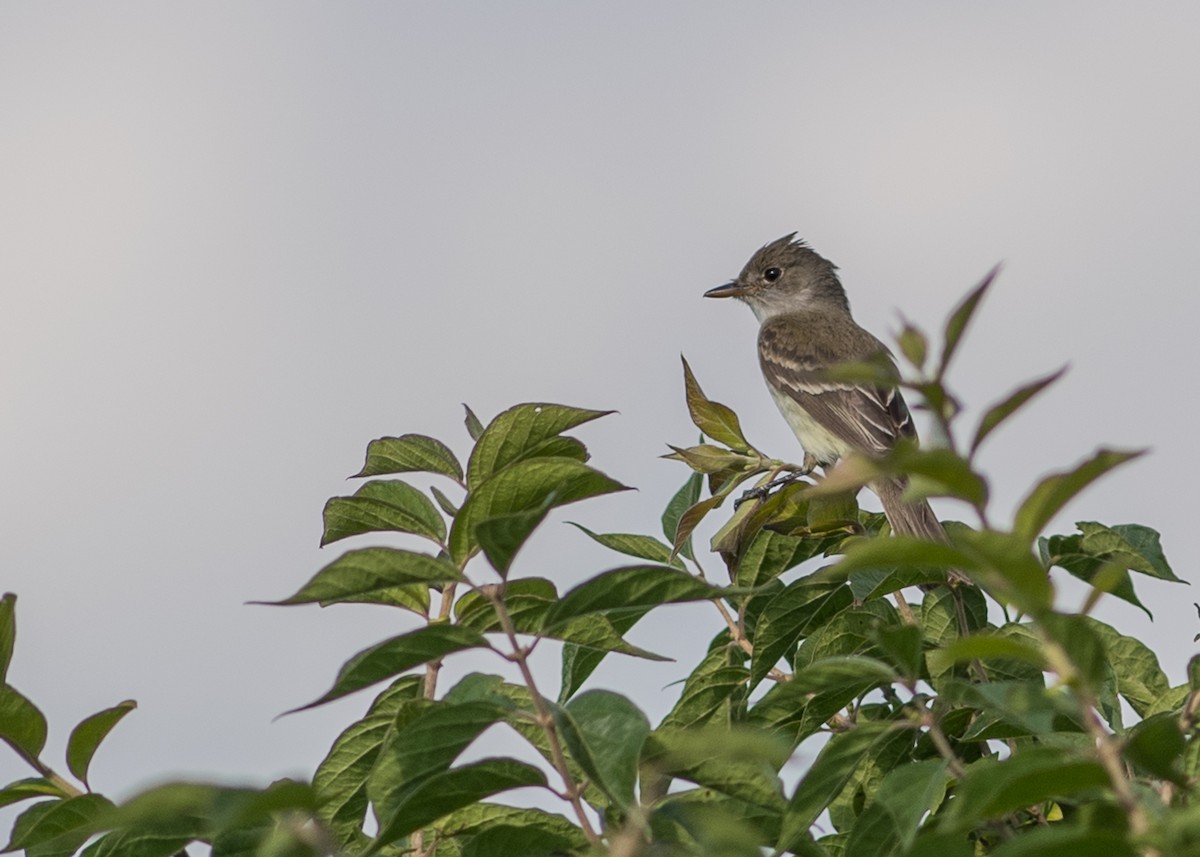 Willow Flycatcher - Sheila and Ed Bremer