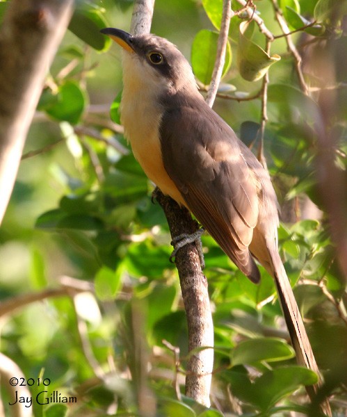 Mangrove Cuckoo - Jay Gilliam