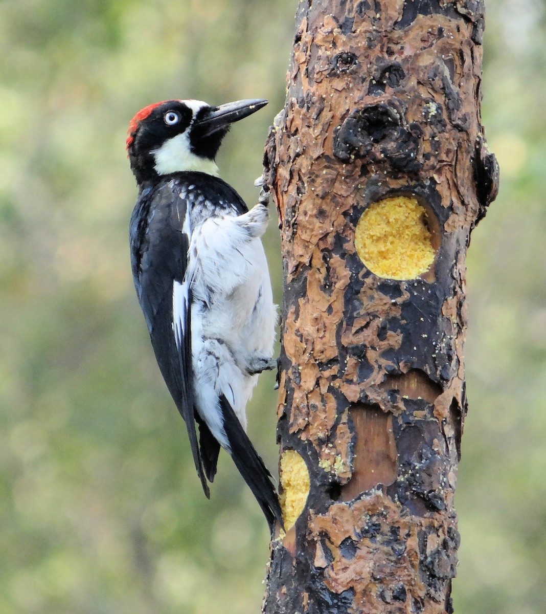 Acorn Woodpecker - ML108060461