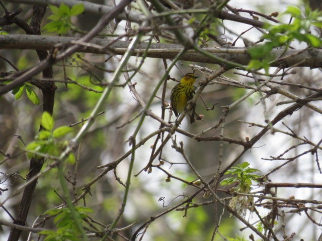 Cape May Warbler - Chad Wilson