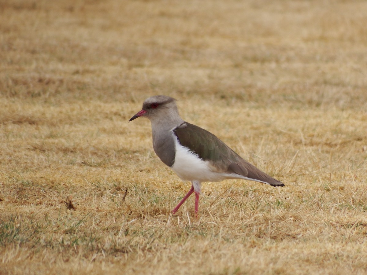 Andean Lapwing - Ethan Borland