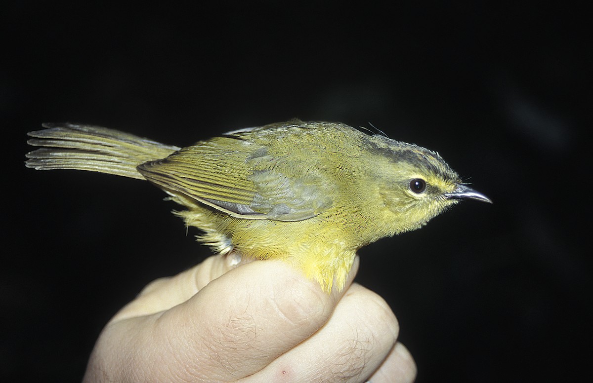 Two-banded Warbler - ML108074521