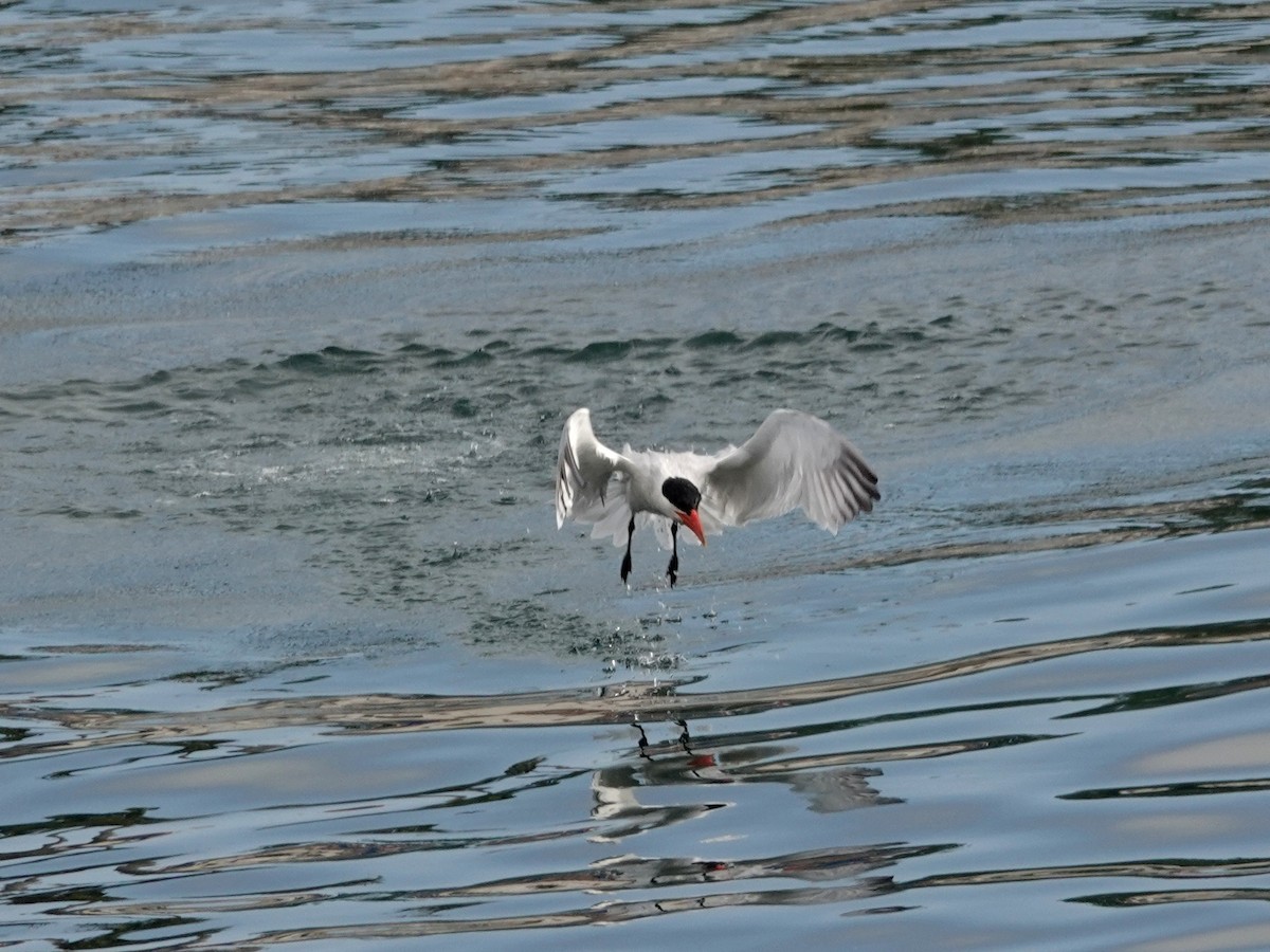 Caspian Tern - Norman Uyeda