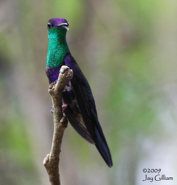 Crowned Woodnymph (Northern/Colombian Violet-crowned) - Jay Gilliam