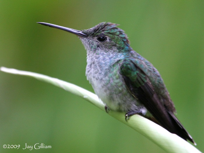 Crowned Woodnymph (Northern/Colombian Violet-crowned) - Jay Gilliam