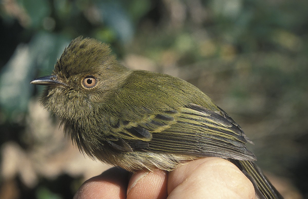 Scale-crested Pygmy-Tyrant - ML108075151