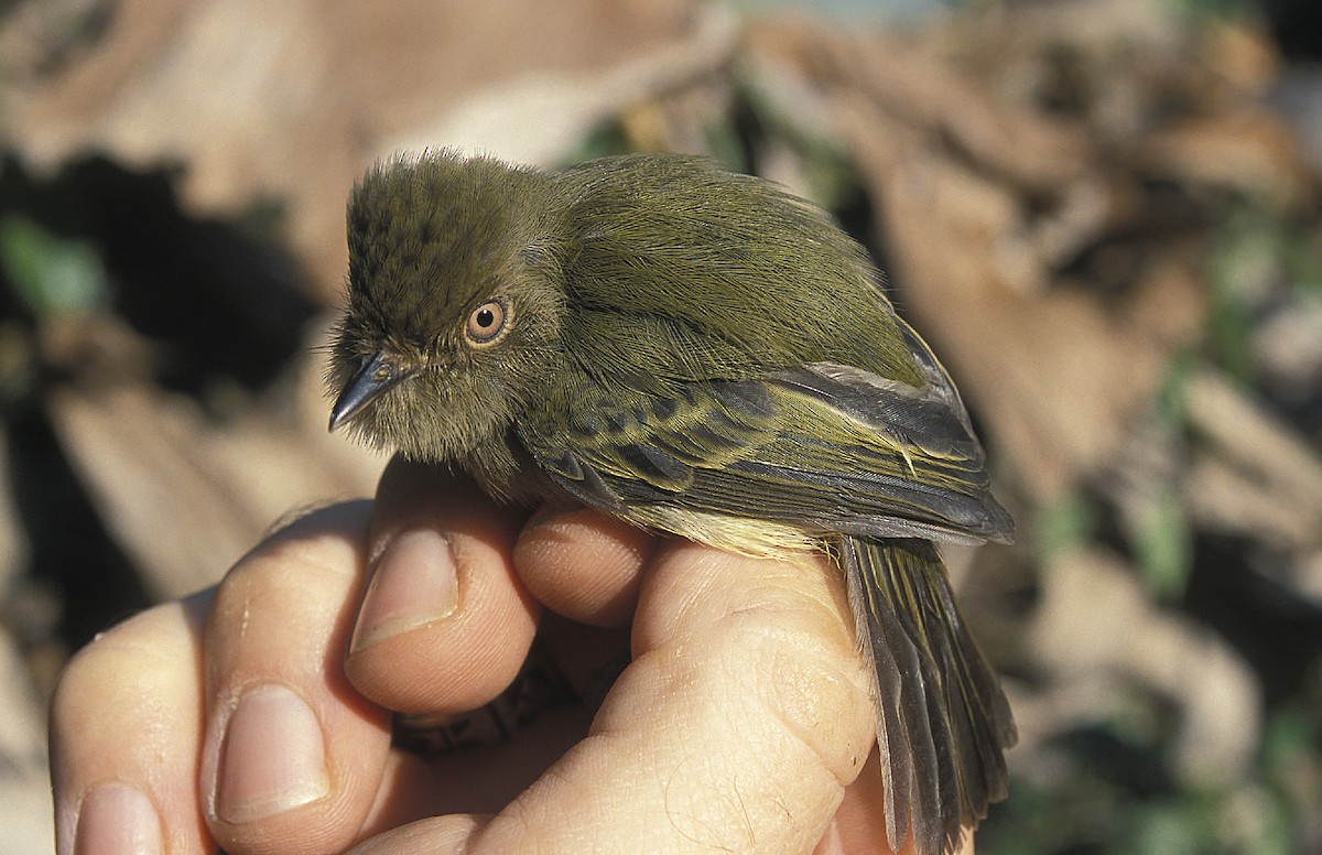 Scale-crested Pygmy-Tyrant - ML108075161