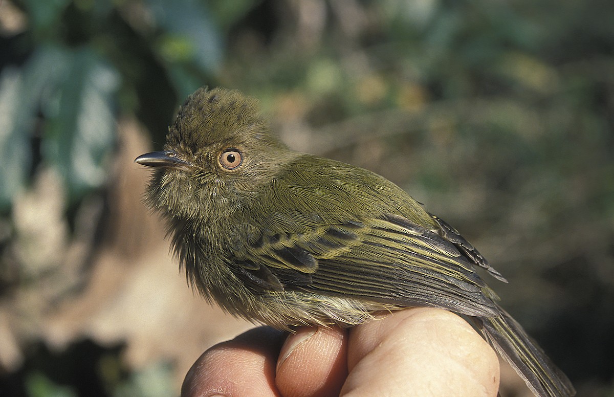 Scale-crested Pygmy-Tyrant - ML108075171