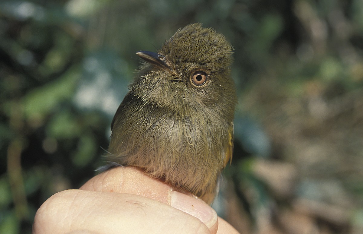 Scale-crested Pygmy-Tyrant - ML108075181