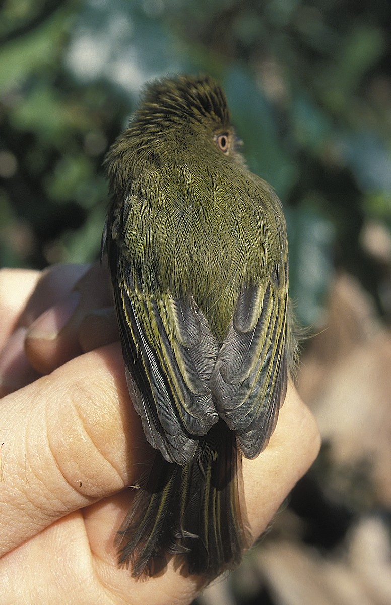 Scale-crested Pygmy-Tyrant - ML108075191