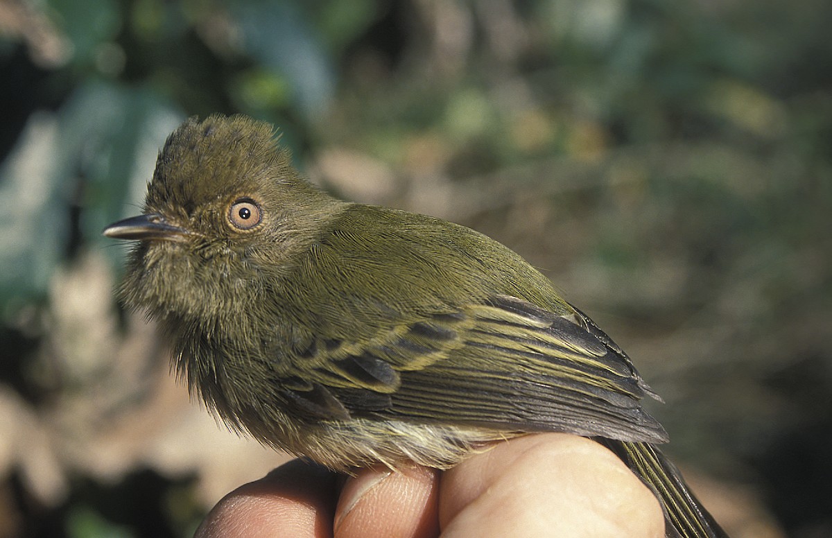 Scale-crested Pygmy-Tyrant - ML108075201