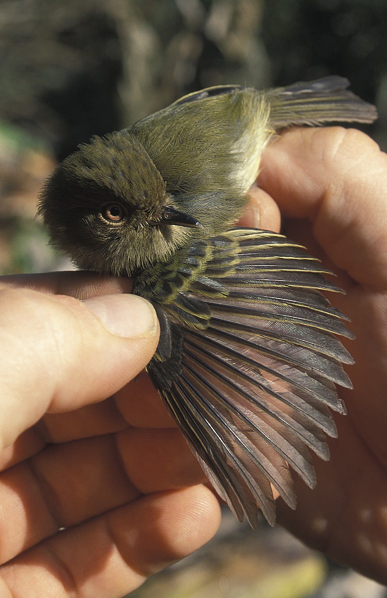 Scale-crested Pygmy-Tyrant - ML108075211