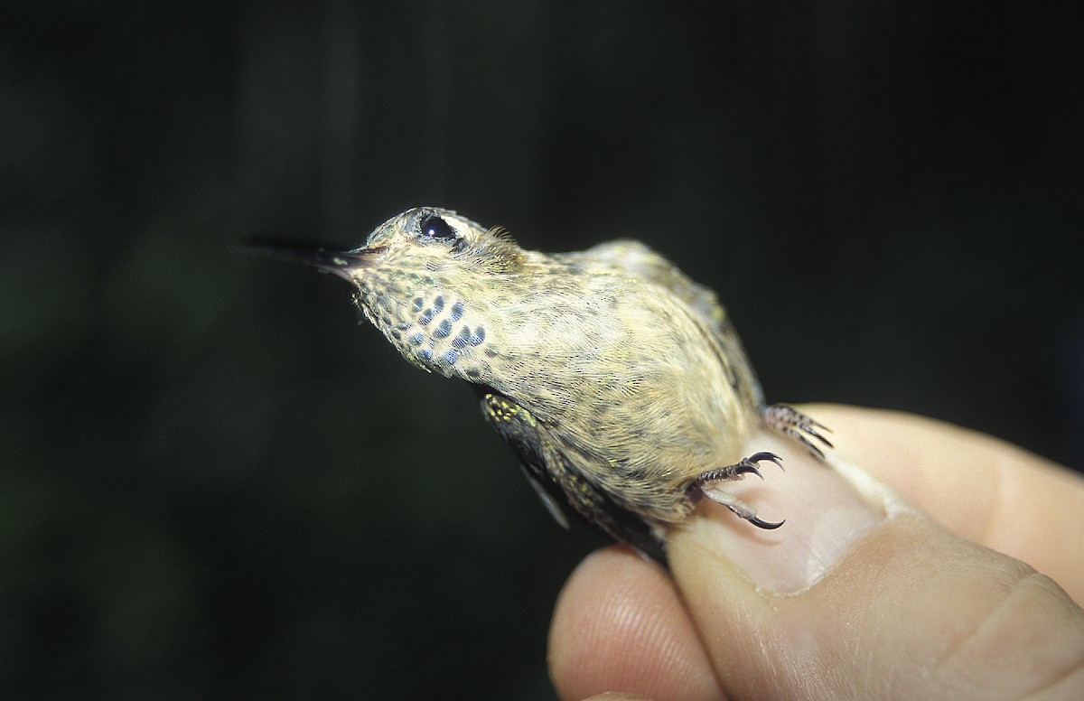 Speckled Hummingbird - ML108075951