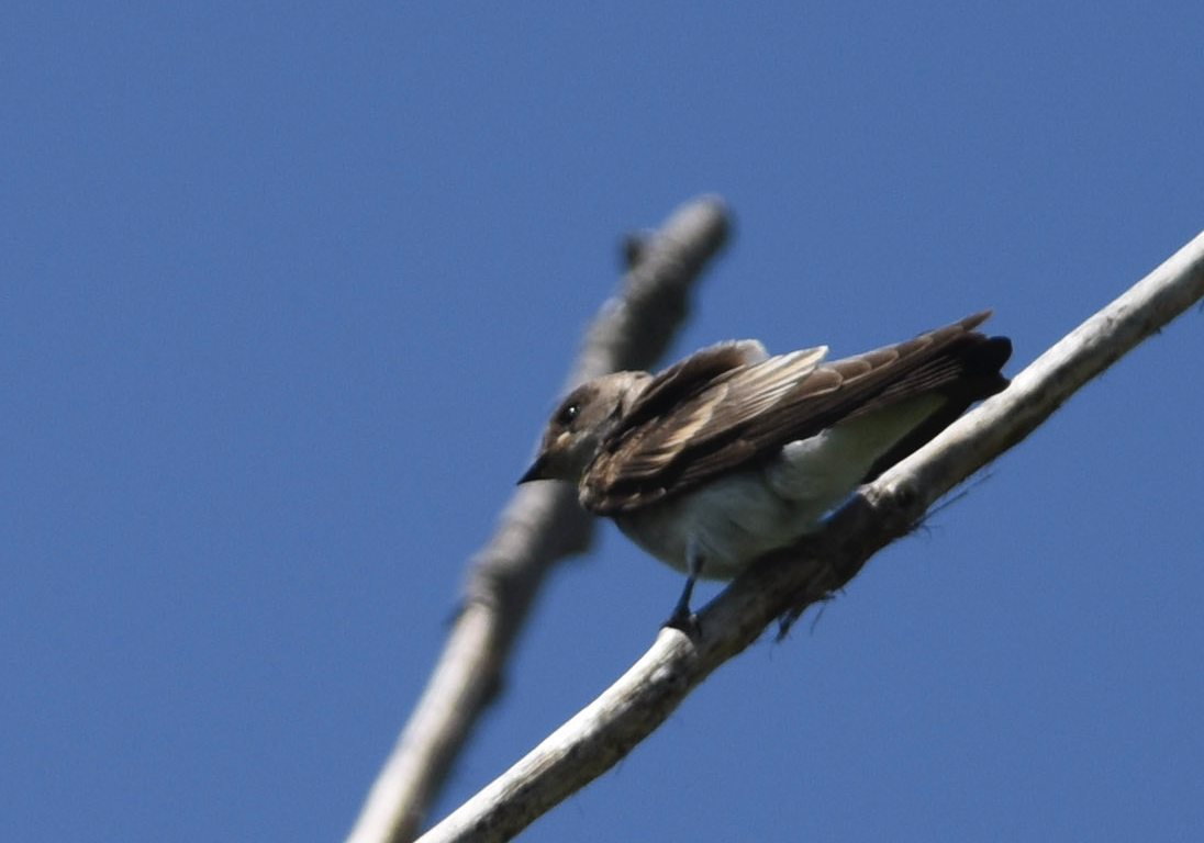 Northern Rough-winged Swallow - Sean Sime