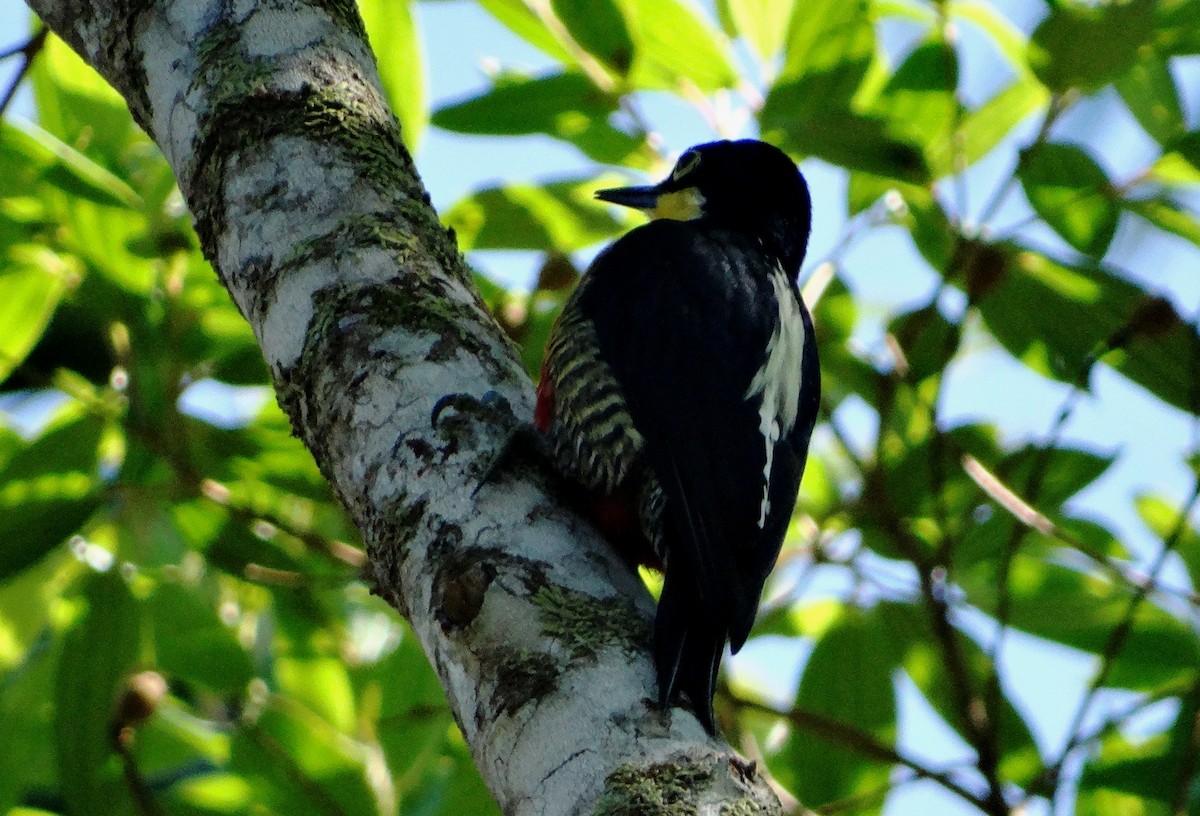 Yellow-fronted Woodpecker - ML108080071