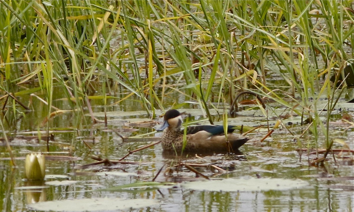 Blue-billed Teal - Don Roberson