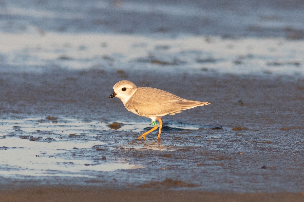 Piping Plover - ML108089681