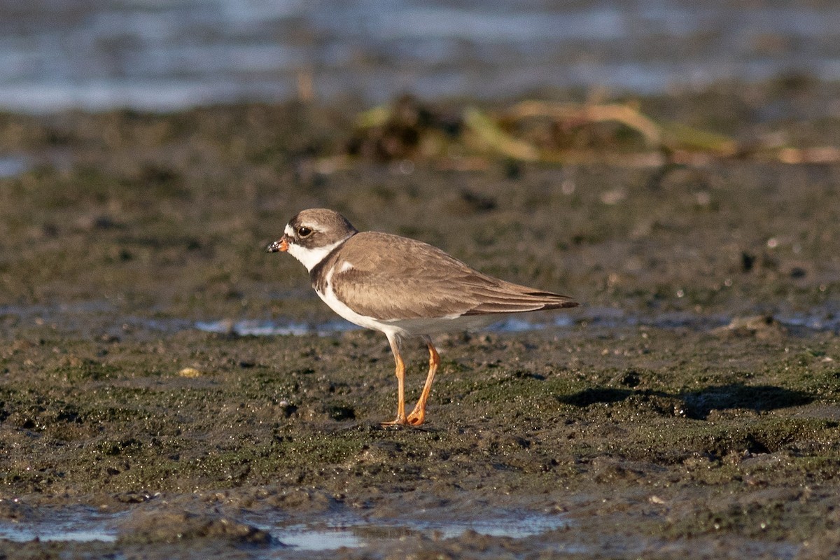 Semipalmated Plover - ML108089701