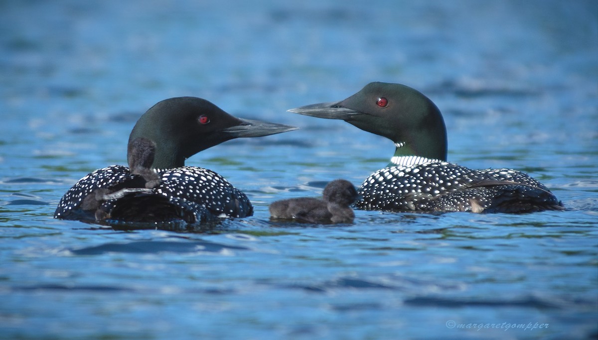 Common Loon - Margaret Gompper
