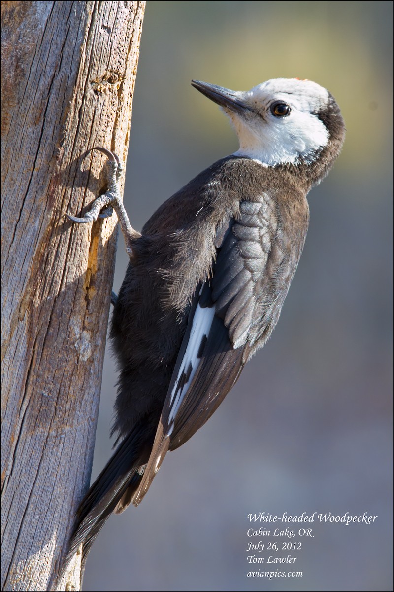 White-headed Woodpecker - Tom Lawler