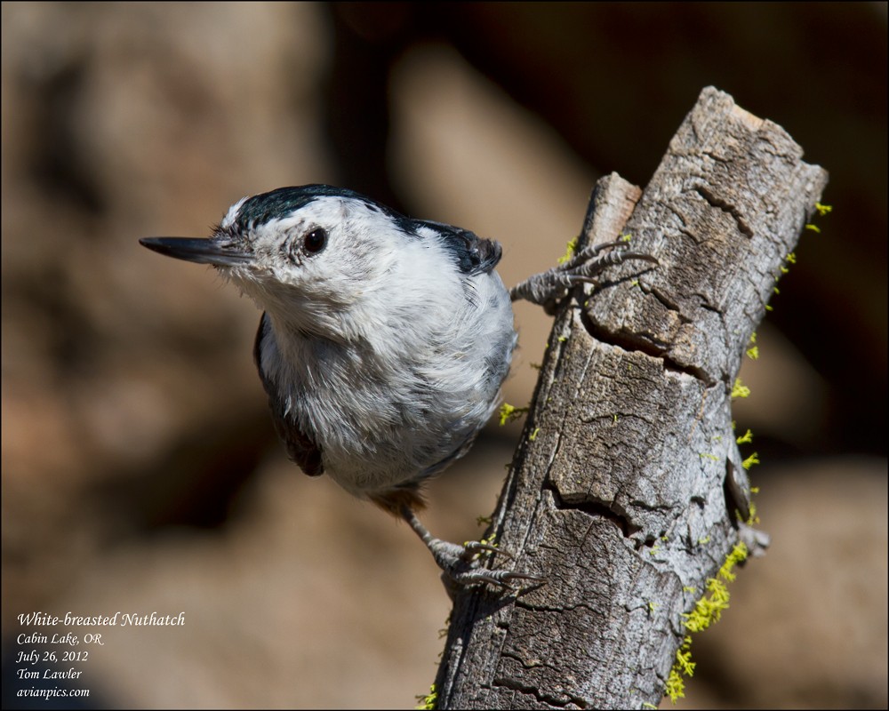 White-breasted Nuthatch - Tom Lawler