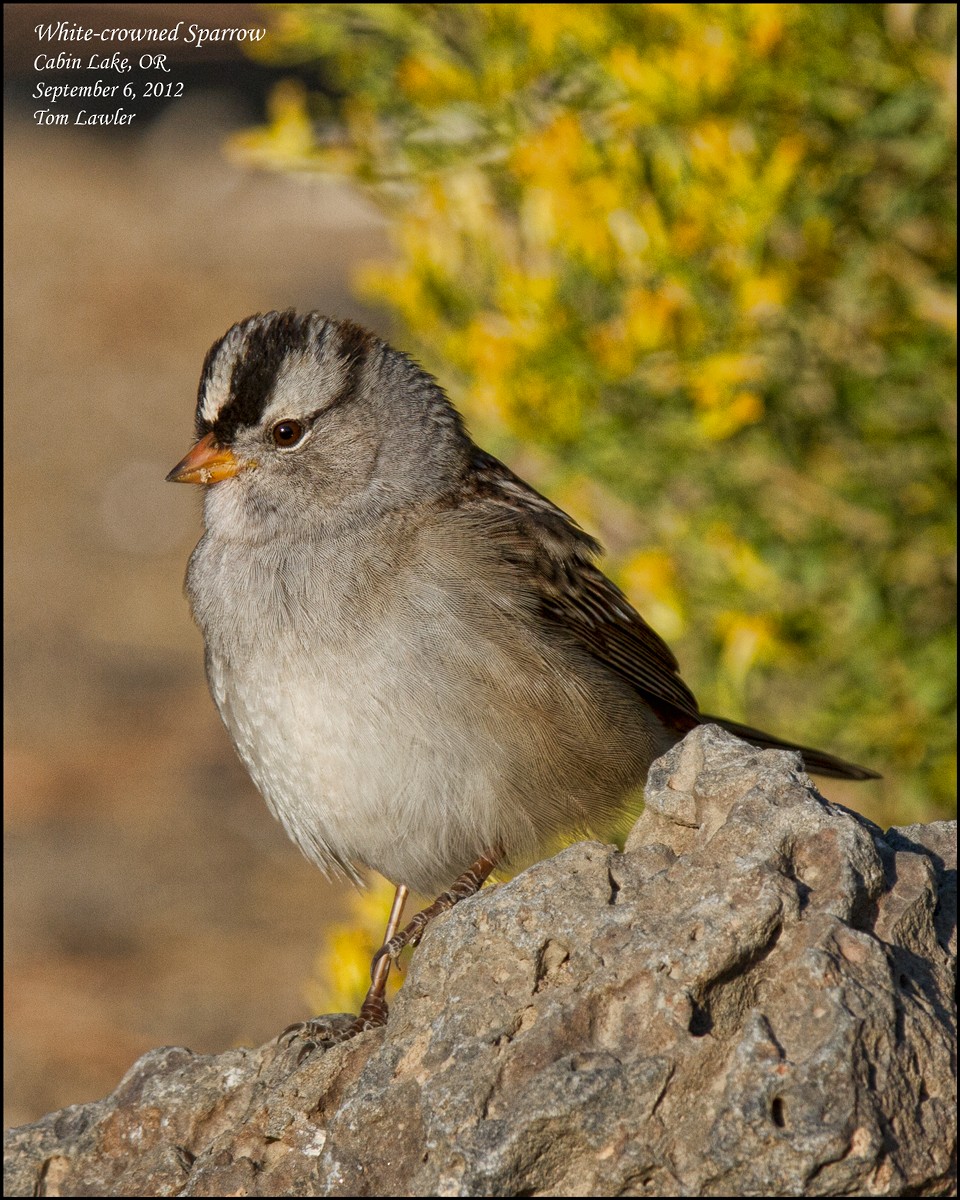 White-crowned Sparrow - ML108091271