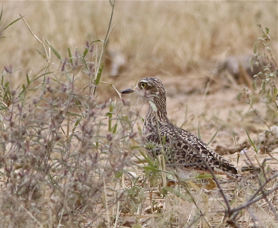 Spotted Thick-knee - ML108091291