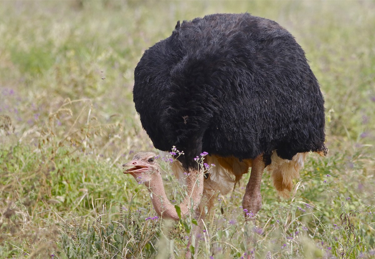 Common Ostrich - Don Roberson