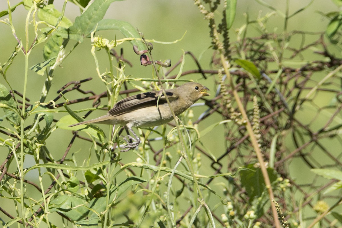 Double-collared Seedeater - ML108092981